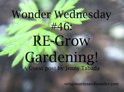 This Wonder Wednesday, I offer you the easiest gardening around, re-grow gardening! It's great to do at home, school, or in summer camp!