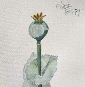 Bring the beauty of nature inside with an original, hand painted, watercolor painting! Light, airy, and waiting to inspire pops of nature into your everyday with Wings, Worms, and Wonder!
