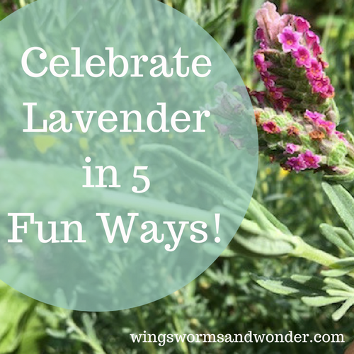 Is lavender inspiring your creative connections? Click to check out 5 ways to bring the joys of lavender to everyday life with Wings, Worms, and Wonder!