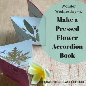 wonder wednesday 57 pressed flower accordion book
