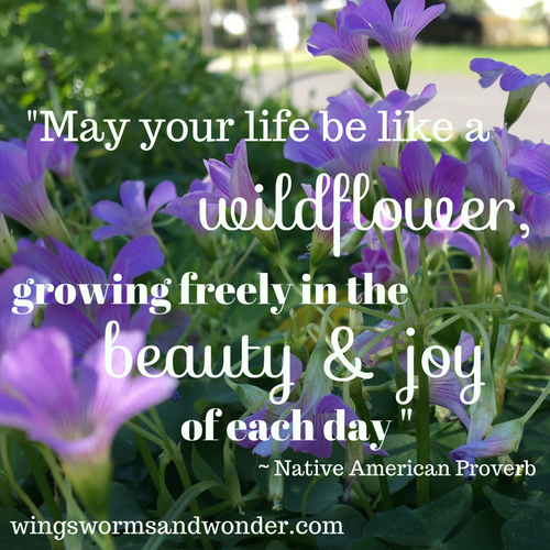 Connect with wildflowers every day! Take a little time to discover wildflowers in your area. Click here for wildflower nature journal ideas!
