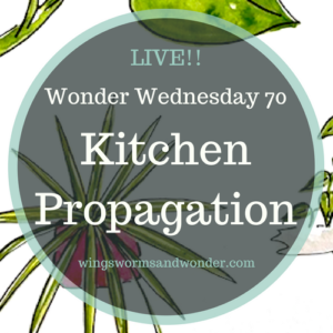 Wonder Wednesday 70 kitchen propagation