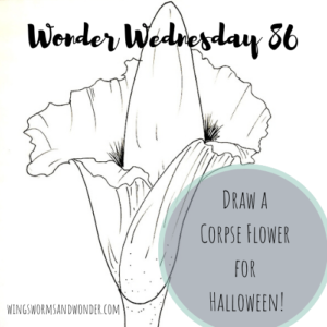 Wonder Wednesday 86 corpse flower drawing