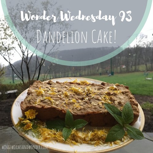 Create the ultimate Wonder Wednesday spring cake from dandelion flowers! Click for the Wings, Worms, and Wonder recipe to celebrate the cheerful dandelion!