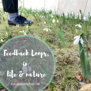 How can a systems understanding of feedback loops help us navigate social and ecological relationships? Click and discover with Wings, Worms, and Wonder!
