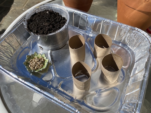 Sprout spring seeds in rings with Wings, Worms, and Wonder! Click to get the activity!