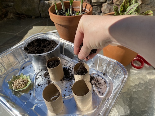 Sprout spring seeds in rings with Wings, Worms, and Wonder! Click to get the activity!