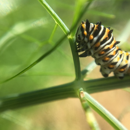 Click for fun Wings, Worms, and Wonder's ideas for helping make the invisible visible in your natural world!