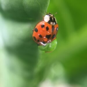 Click for fun Wings, Worms, and Wonder's ideas for helping make the invisible visible in your natural world!