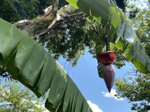 Learn how to make an eco bowl right from a fresh banana leaf! Click to learn how with Wings, Worms, and Wonder!