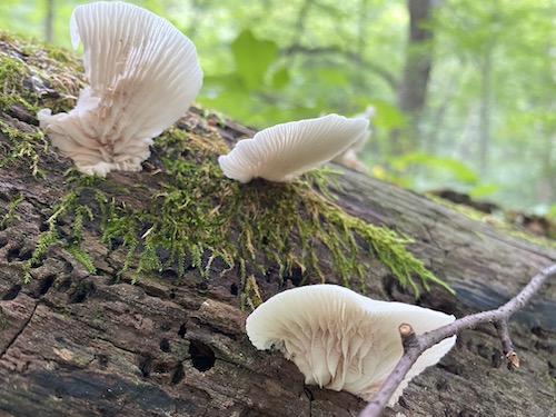 IMG_4389 Explore the wonder filled world of fungi and foxfire! Click to learn more in this Fun filled Wings, Worms, and Wonder post!