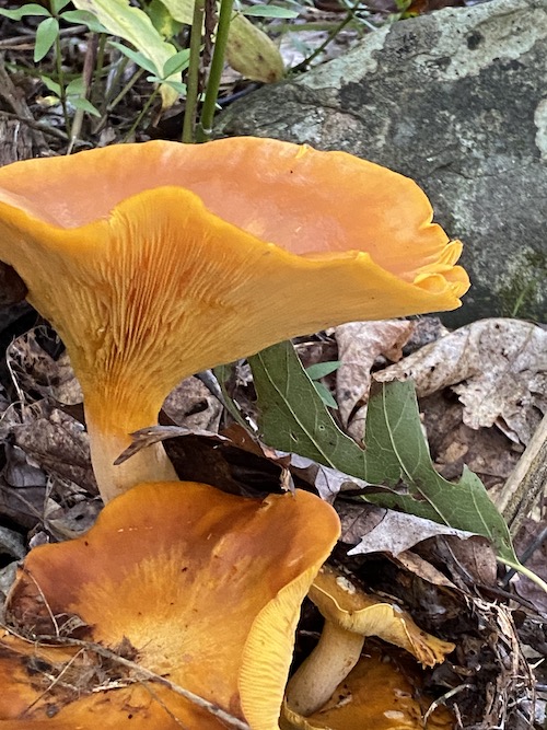Explore the wonder filled world of fungi and foxfire! Click to learn more in this Fun filled Wings, Worms, and Wonder post!