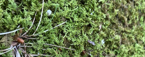 Mosses remind us to stay connected and shine bright as respect for our natural world. How? Click to find out with Wings, Worms, and Wonder!