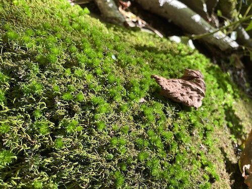 Mosses remind us to stay connected and shine bright as respect for our natural world. How? Click to find out with Wings, Worms, and Wonder!