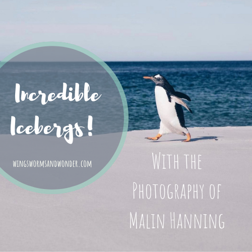 Incredible Icebergs! Fun facts from Wings, Worms, and Wonder featuring the Photography of Malin Hanning.