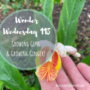 Let's grow ginger and in return boost our mental health and compassion. Click to Learn how in Wonder Wednesday 118: Growing Gifts!