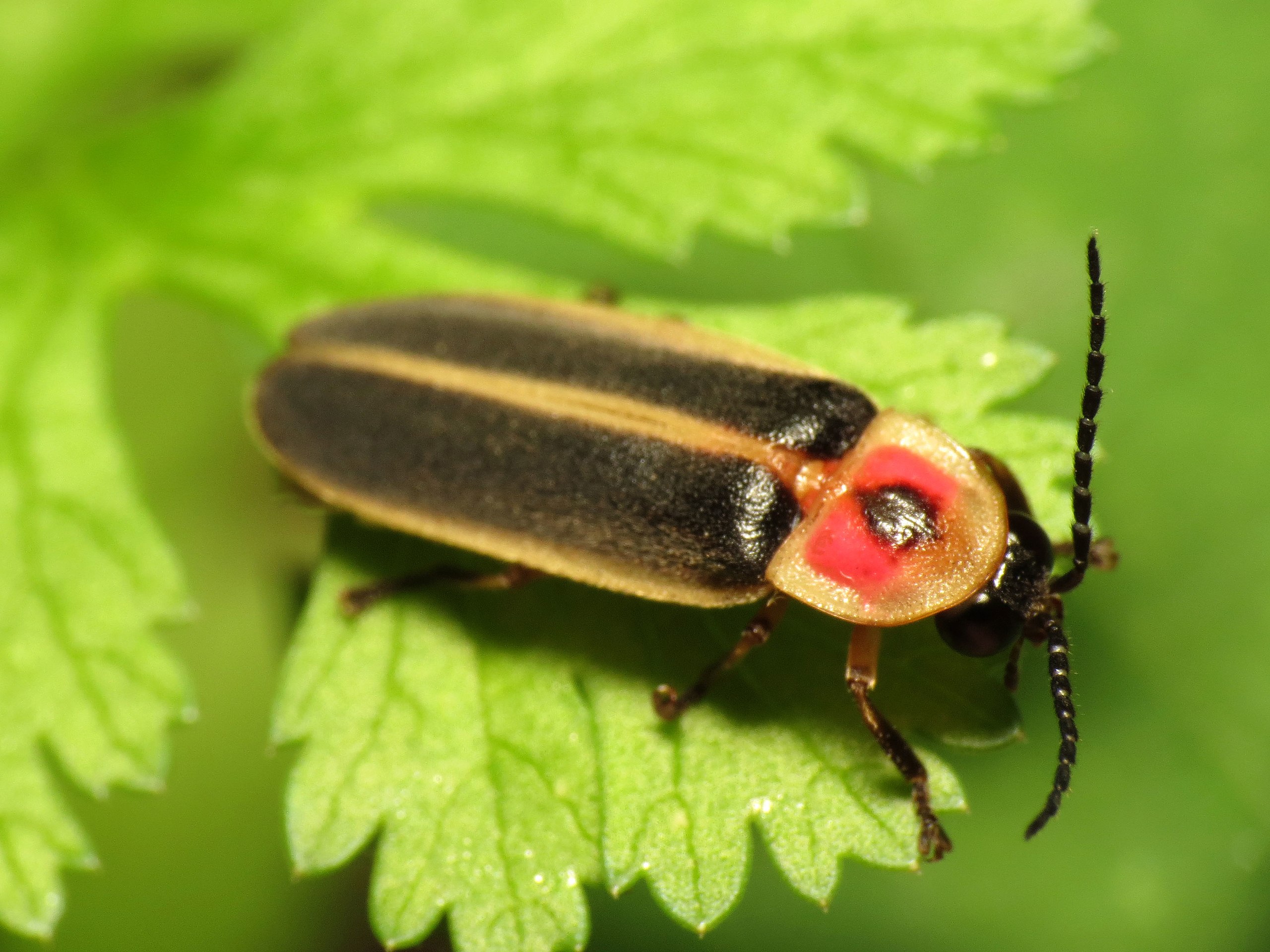 Fall Fireflies! Click to learn more about these magical creatures with Wings, Worms, and Wonder!