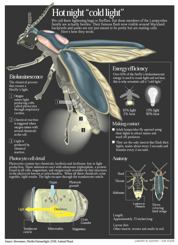 Fall Fireflies! Click to learn more about these magical creatures with Wings, Worms, and Wonder!