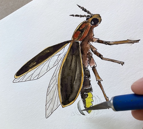 Wonder Wednesday 123: Join Wings, Worms, and Wonder in painting a flickering firefly!