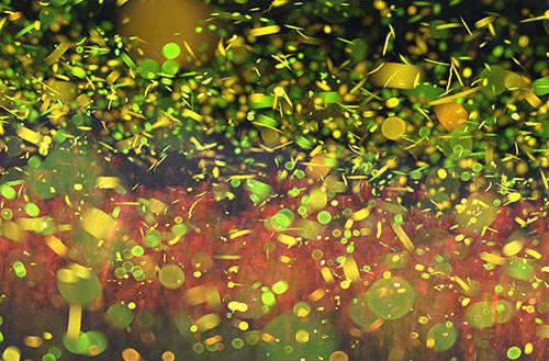swirling-cluster-of-firefly-flashes-c-jonathan-mcelvery-1000_bannerbackground Fall Fireflies! Click to learn more about these magical creatures with Wings, Worms, and Wonder!