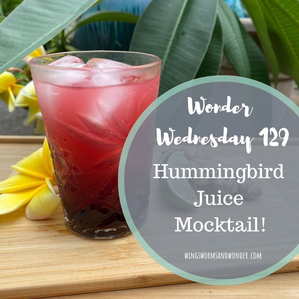 wwed 129 Wonder Wednesday 129 humming bird juice sorrell mocktail