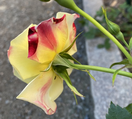 Wonder Wednesday 145 Desiccated rose candy recipe Wings, Worms, and Wonder