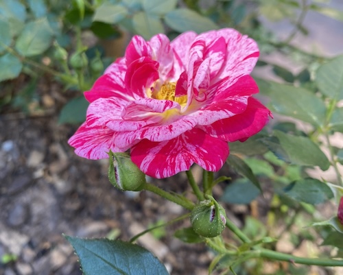 Wonder Wednesday 145 Desiccated rose candy recipe Wings, Worms, and Wonder