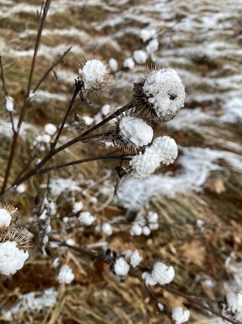 Wonder Wednesday 147 Winter Citizen Science