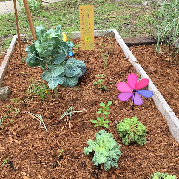 Wonder Wednesday 148 SEL Seed Packets, Wings, Worms, and Wonder