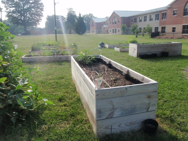 Wonder Wednesday 9 - Refresh - Cover Crop