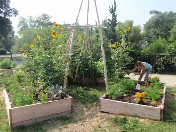 Wonder Wednesday 9 - Refresh - Cover Crop